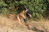 MALINOIS 098